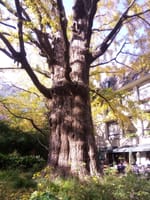 東京の巨樹探訪　１７