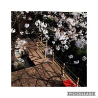 『至福の時間』4月3日。桜の季節 上野 韻松亭。