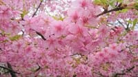 伊豆の河津桜満喫！！　帰りは鰻たべて　梅の庭園散策で（熱海じゃない）