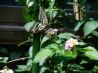 蝶と花