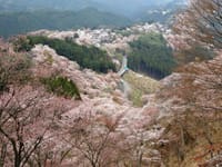 平日イベント。満開の吉野山の桜が迎えてくれそうです🎵🎵