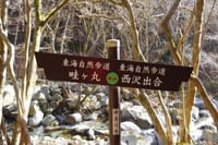 【丹沢】畦ヶ丸（1292.6ｍ）登山　満開のシロヤシオ＆ツツジと新緑の渓流ハイキング！【中級、体力度4段階の2、技術度4段階の2】