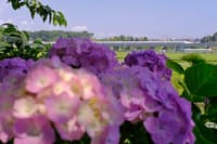 紫陽花と東海道新幹線