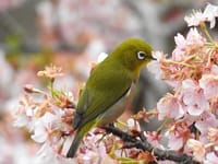 身近な野鳥たち その41「🌸桜にウキウキの鳥さんたち」