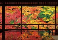 京都のここの紅葉がどうしても見たい！！