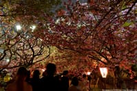 造幣局桜の通り抜け～懇親会～ライトアップ桜の通り抜け