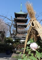 上野で冬牡丹を ー東照宮ぼたん苑ー