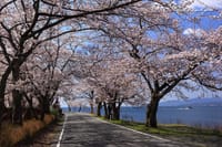 4/8（土）KMT今年のお花見は🌸・・・琵琶湖方面に走りませんか？！
