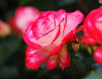 擬人化も自然と思える程の濃厚で妖艶な紅い春薔薇たち