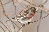 厳冬の北海道に、もっと北の地から越冬に訪れる鳥たち