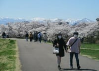 2022年　🌸桜と漣さんのいる津軽へ　①　北上展勝地、高村山荘、大沢温泉、虹マート