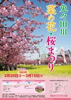 常春の伊良湖岬巡り「免々田川河津桜＆菜の花祭り」「どんぶり街道」は如何ですか？・・・・