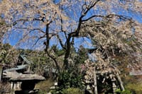 那須～日光の桜を求めて  2021-4-15