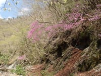 新緑の鍋割山へ　沢沿いから尾根へ春の花が楽しめるコース歩きます