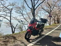 海津大崎の桜、動画アップしました。