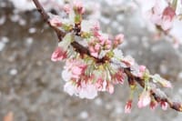 【雨のため中止】日本民家園と二ヶ領用水の桜、お花見第二弾