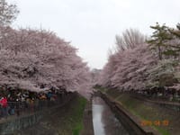 善福寺川沿いの桜見物