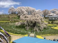三春の滝桜観に行きませんか