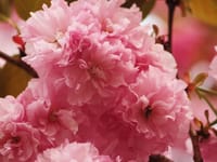 日本の桜の食を支える、バラの様に美しい千村の八重桜