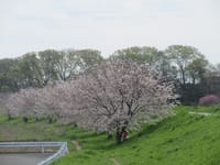 埼玉・川越、今日は花見日和 ..... 風がなくて、23度まで上がりました。
