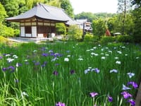 正覚寺の花菖蒲&紫陽花2020
