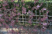 京都御苑の春