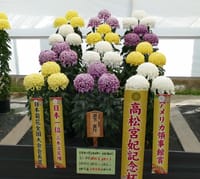 『第３６回 日本菊花全国大会』国華園　三本立花壇の部（２０１９年１１月６日） chrysanthemum