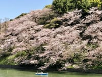 皇居周辺の桜を見よう！