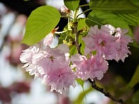 < 関内桜通り > 🌸 オフィス街の一角にある"八重桜"の咲く通り