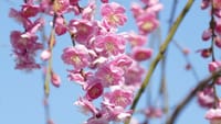 和泉リサイクル環境公園の梅の花（２０２３年２月２８日）LUMIX DMC FZ1000