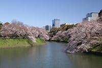 千鳥ヶ淵～浅草寺の桜2020