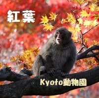紅葉 ＆ 京都動物園
