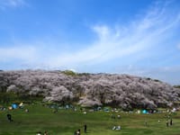 根岸森林公園の桜2021