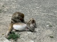 お猿さんの　地獄谷温泉　志賀高原　涼しいね！