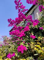 ブーゲンビリアが咲いてるお家と65年前に住んでた家＾＾　　　鹿児島暮らし