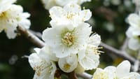 大仙公園の梅の花（２０２３年２月２５日）LUMIX DMC FZ1000