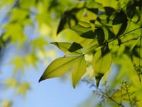 六本木らしい緑と蒼い風の中・・・東京ミッドタウンの五月