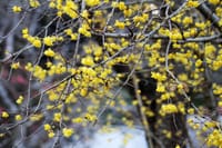 春告げる石雲寺の花々