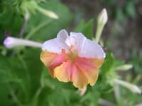 2020年11月22日　オシロイバナの開花ゼロ今年の観察で色彩の独称開始の花姿