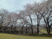 ＜３／３０＞　『中止』　　桜・桜・・・お花見ゴルフ第一弾！　「玉川カントリークラブ」