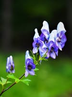 野山に咲く青い花