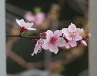 もう満開を過ぎた都内の河津桜の美しき三態!!