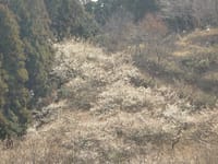 鎌倉十二所果樹園やお寺の梅の花を撮りに行きましょうo(^▽^)o