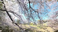 大泉緑地の桜（２０２２年４月５日）Insta360 ONE X2