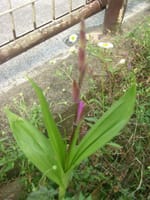 春の花の開花　シラン紅紫花　シラン白花　エリゲロン　スズラン　ヒナゲシ