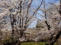 懐古園（小諸城址）の桜