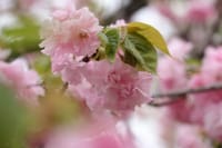 春景色 その21「八重桜🌸ほか」