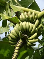 今年初めての徳島牟岐滞在記(4)　我が家のバナナまだ頑張ってます、二つ目も育ちつつあります