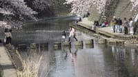 横浜大岡川の満開桜🌸早くも散り始める
