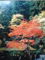 この時期になると京都の紅葉を撮りまくりました